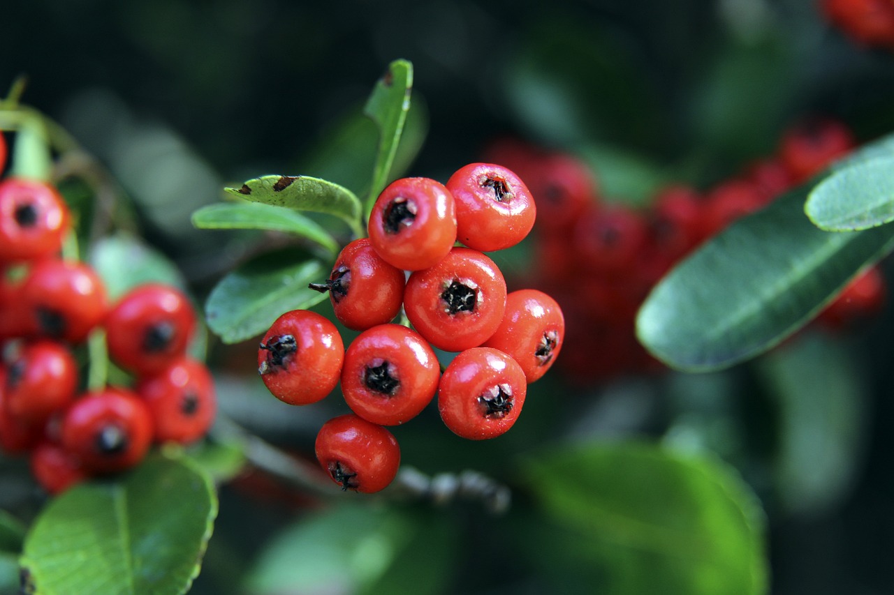 穆西亞拉在 穆西亞拉在